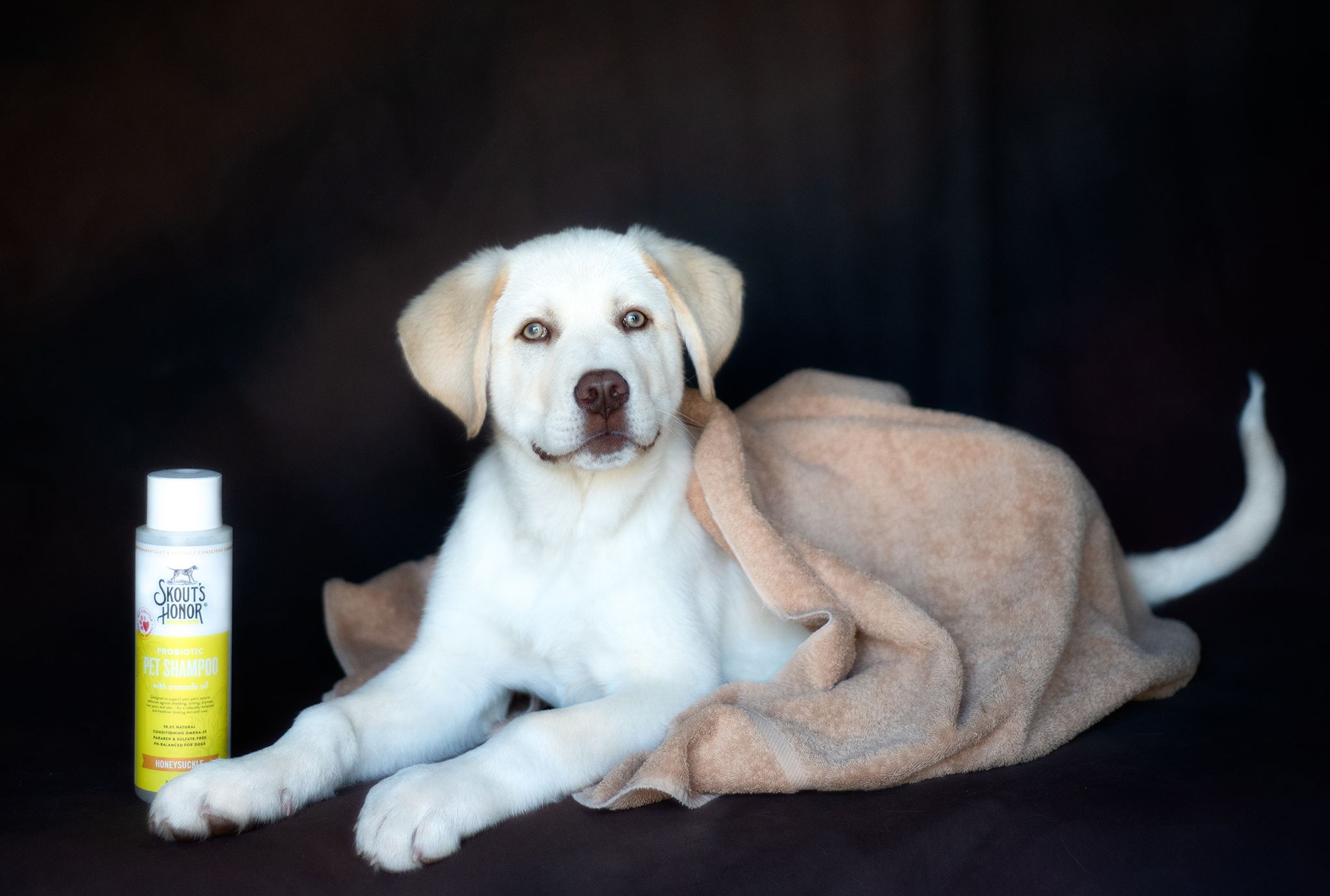 A puppy after his bath sitting by shampoo