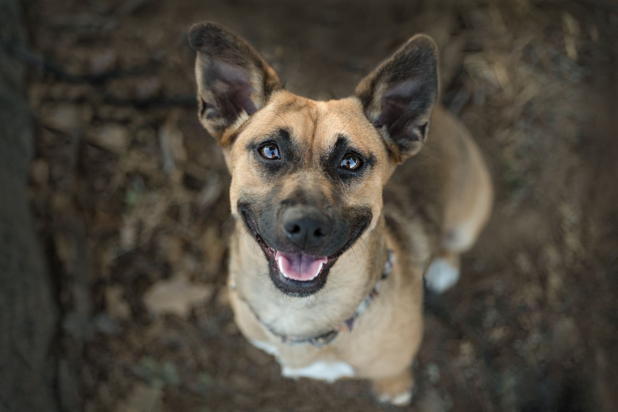 A portrait of a tan dog outside