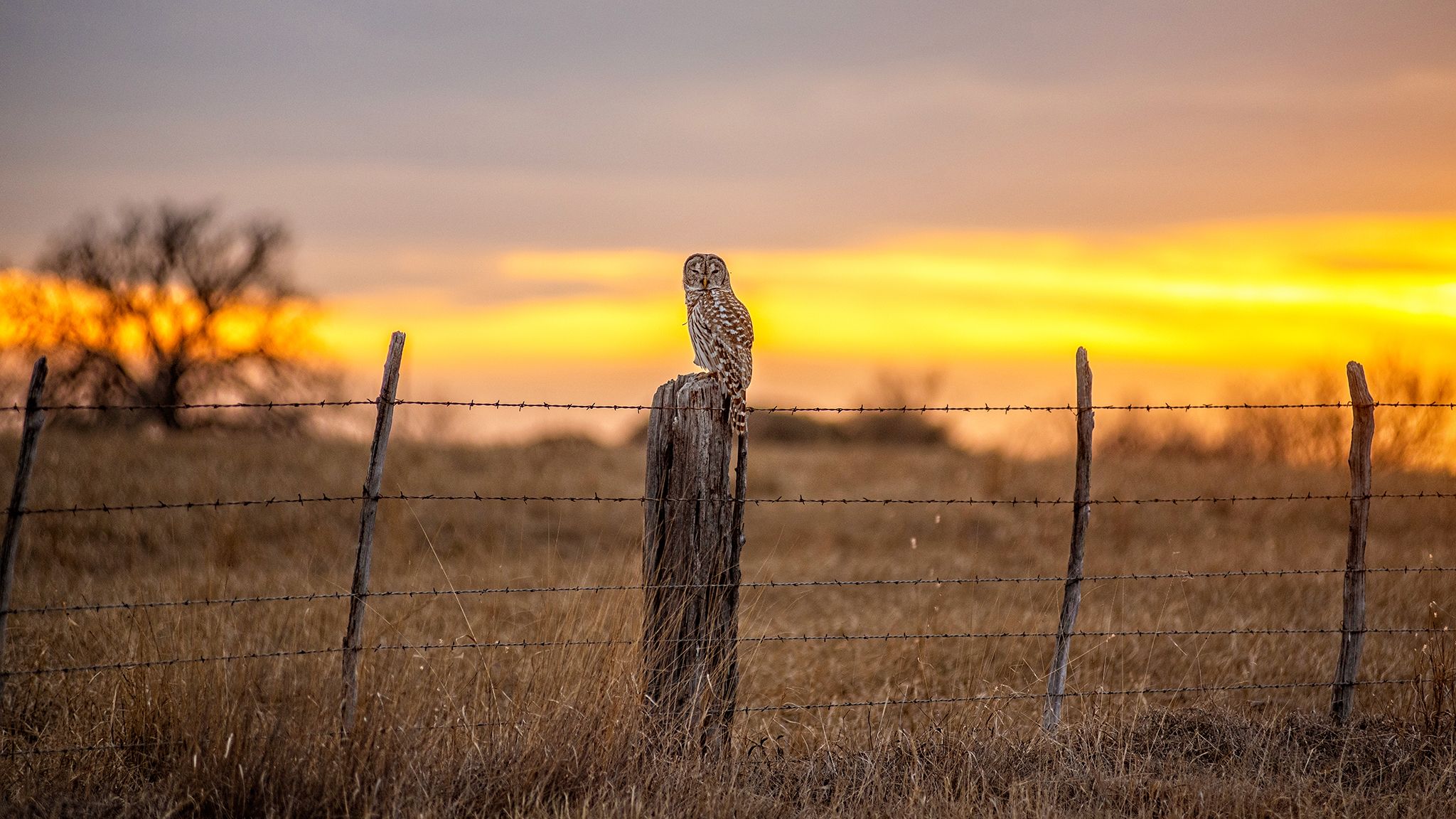 A Barred Owl in the wild