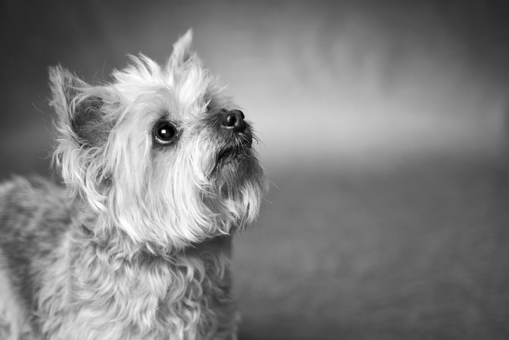 studio dog portrait