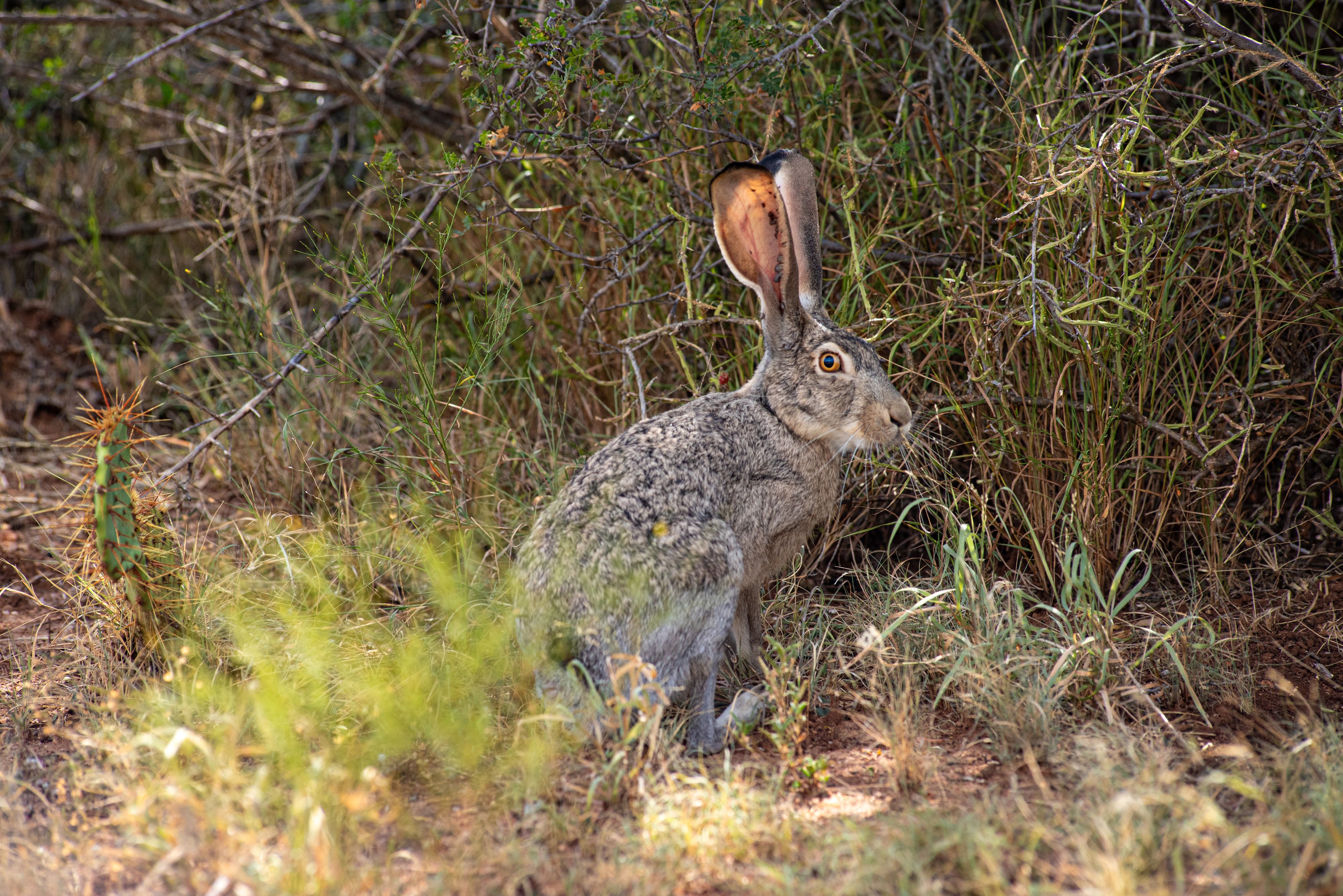 A jackrabbit on White Ranch in Mason County Texas.