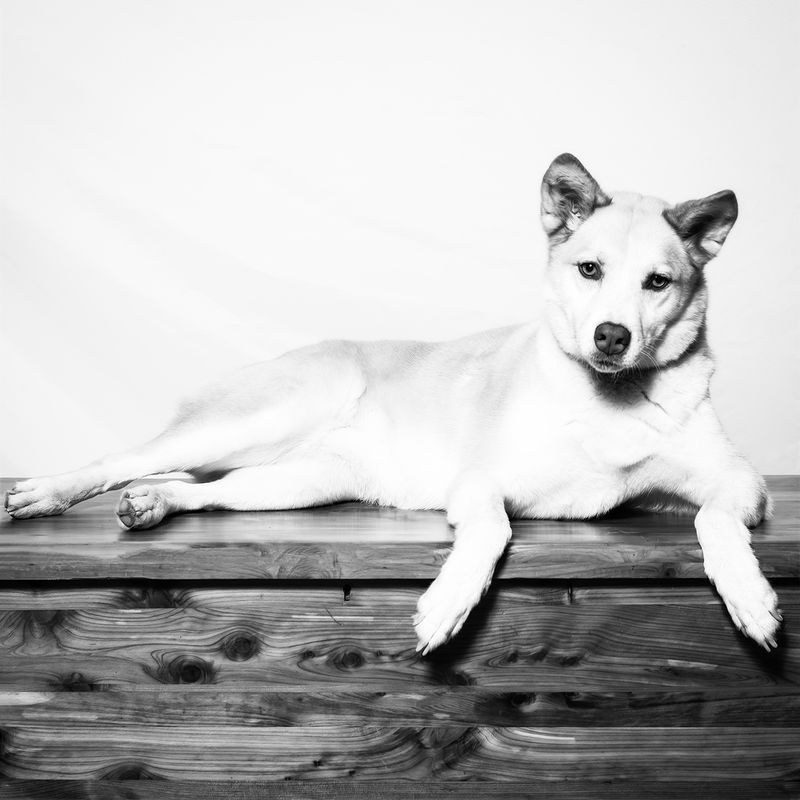 A studio portrait of a dog