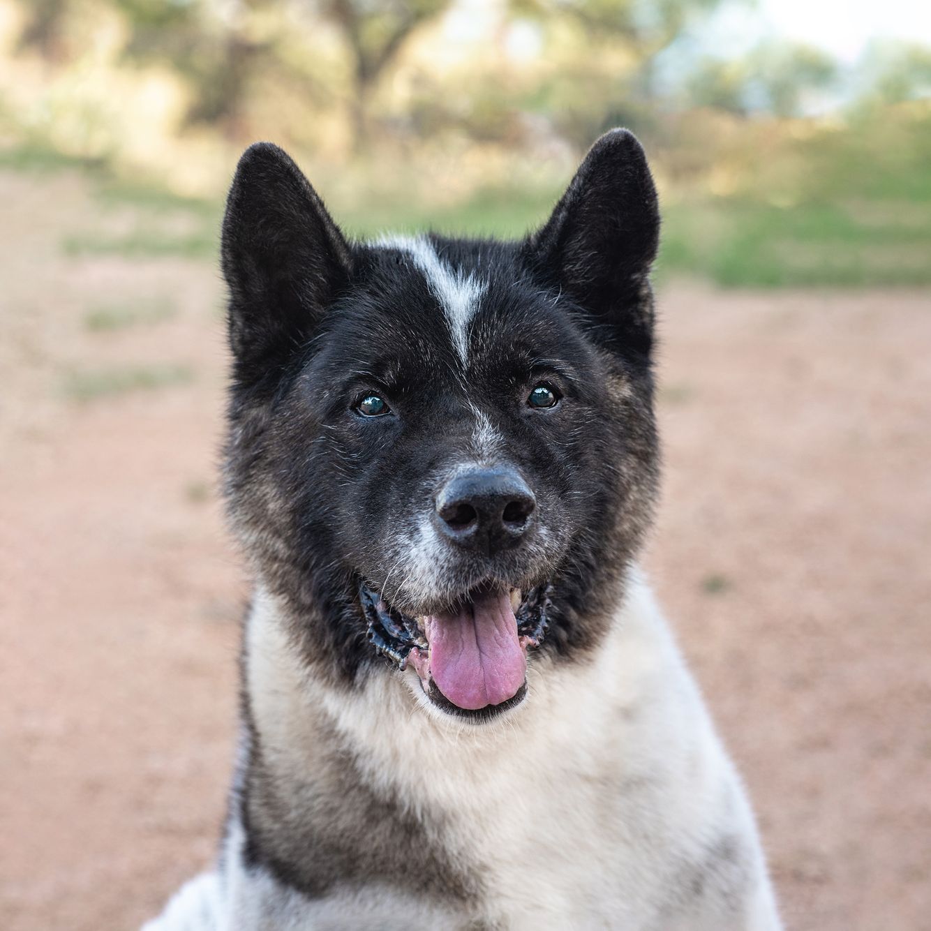 senior Akita dog portrait