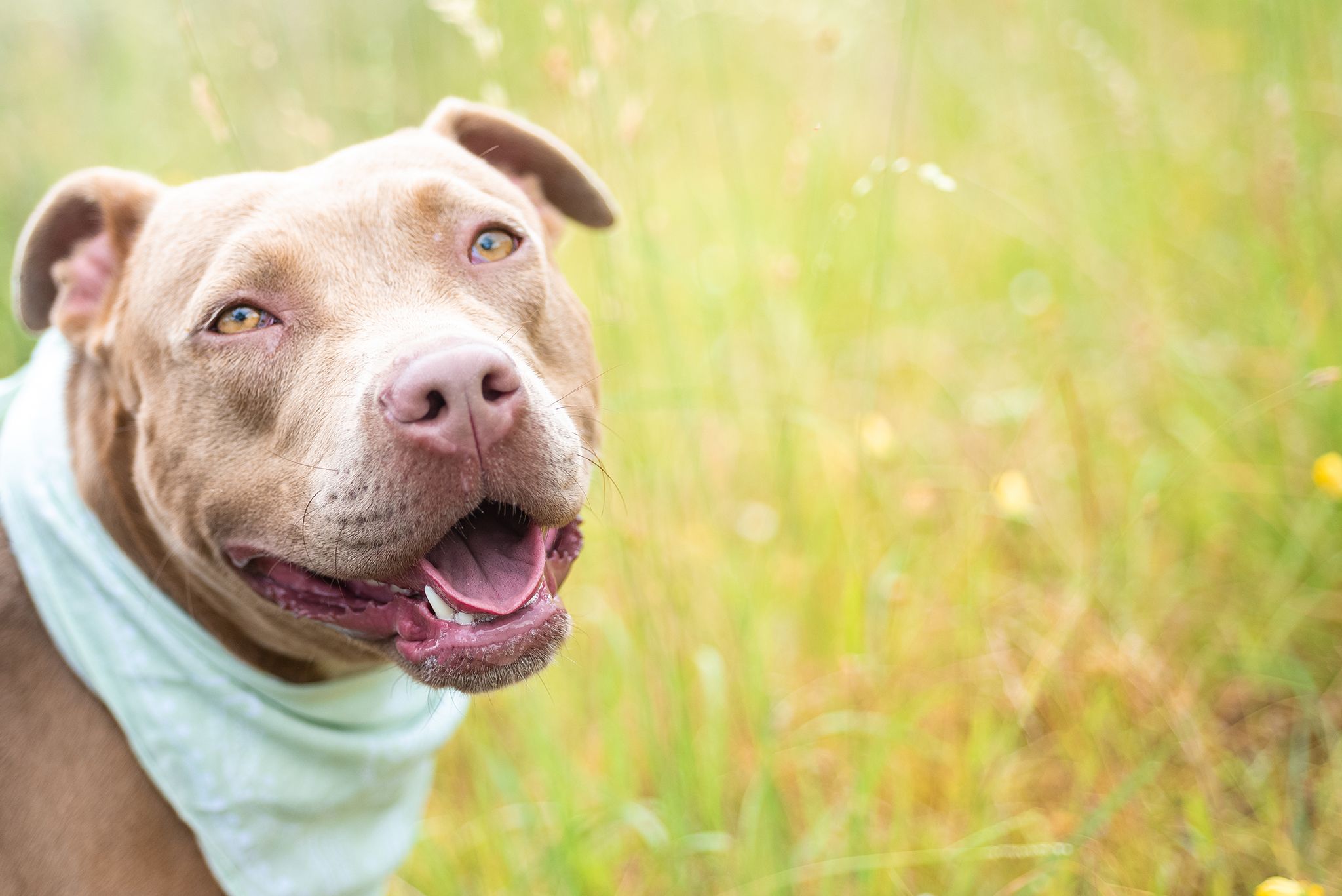 Outdoor portrait of an American Stafforshire Terrior