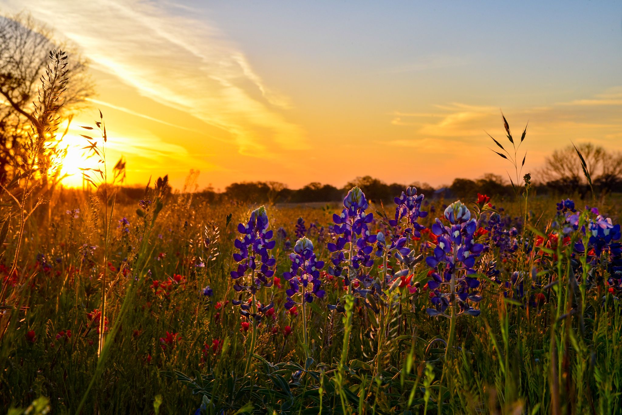 Texas bluebonnets along the highway in Mason Texas