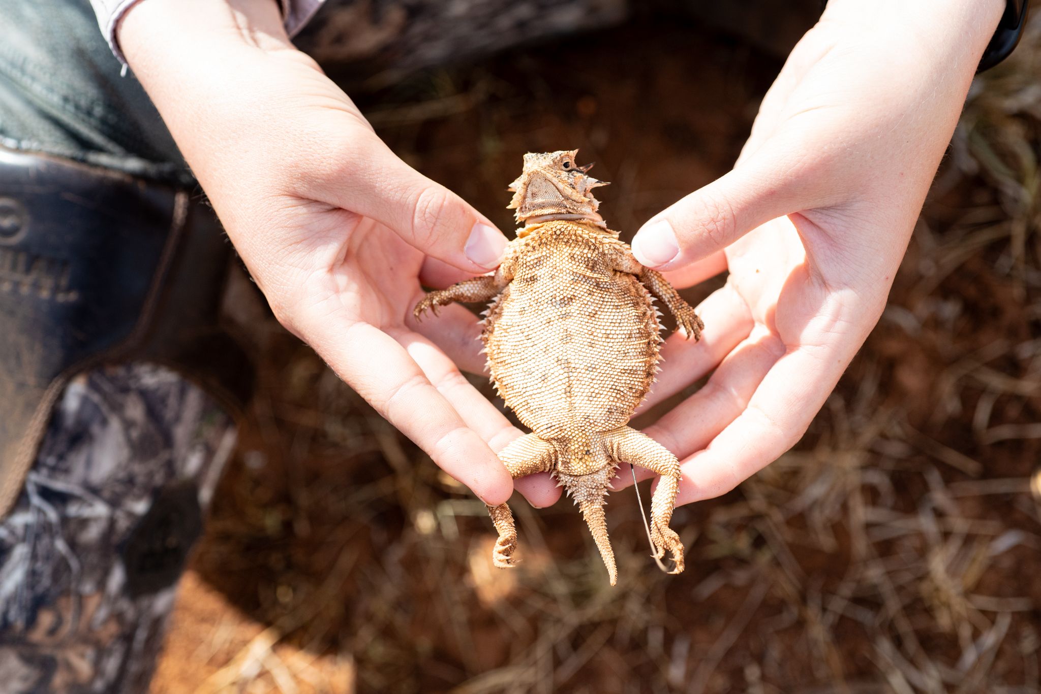 Looking at the Texas horned lizard belly