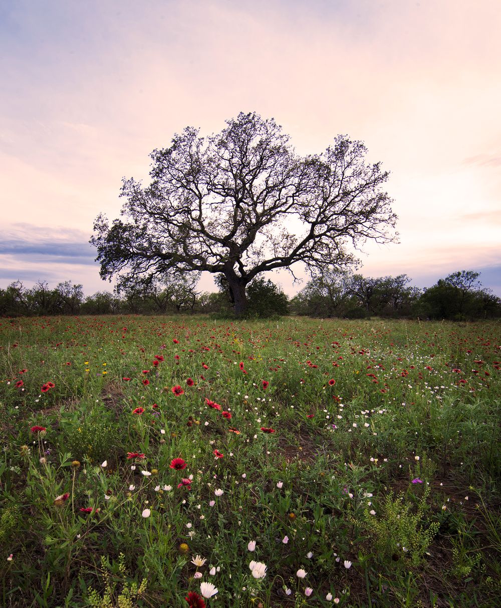 texas landscape