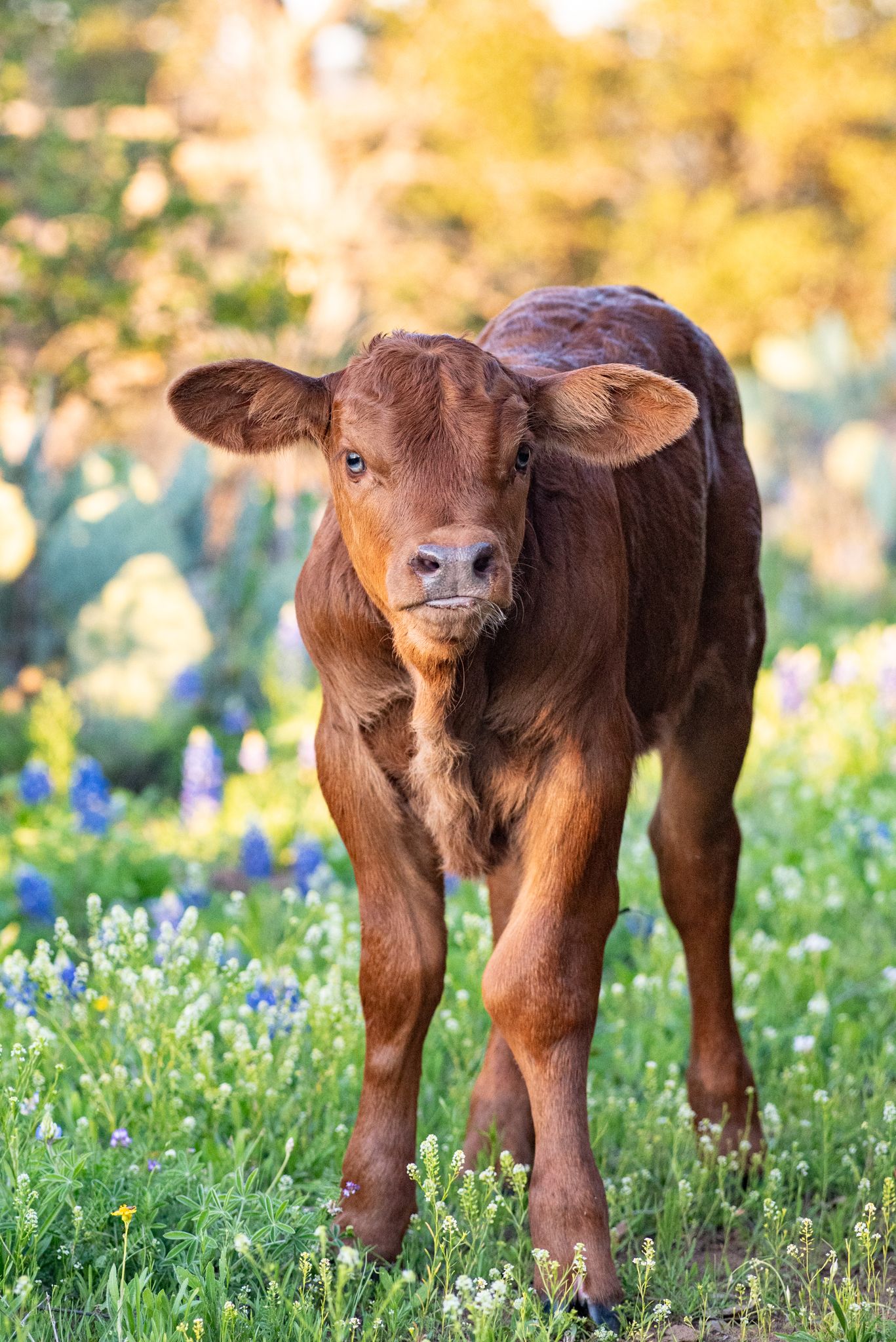 A calf born at Should Have Been Here Guest Ranch