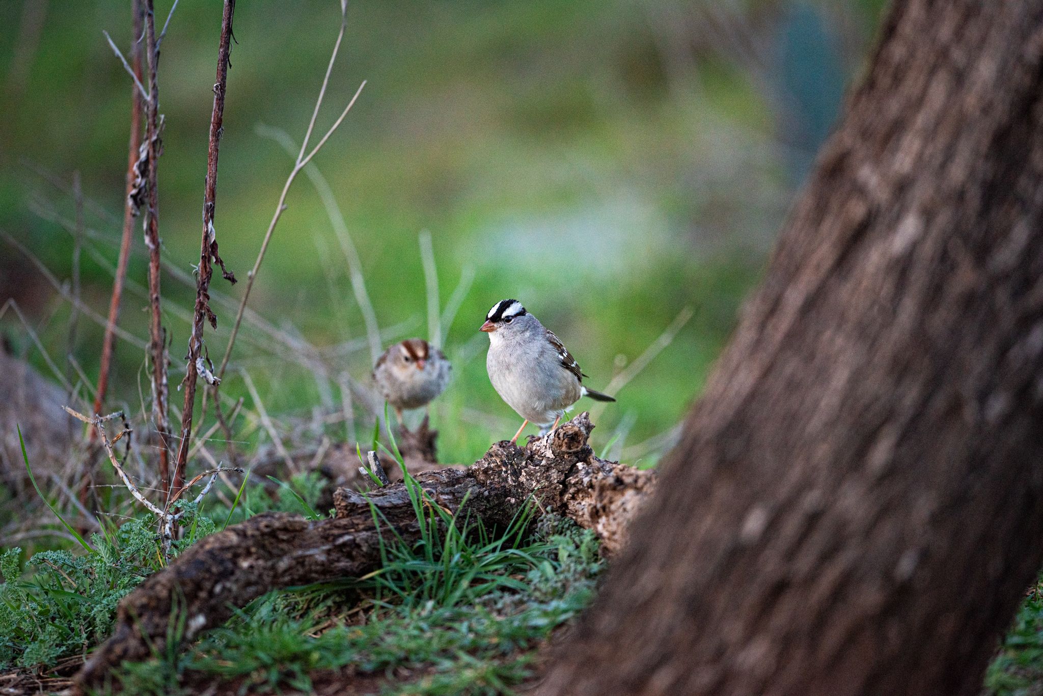 A Black-and-White Warbler sitting on a branch