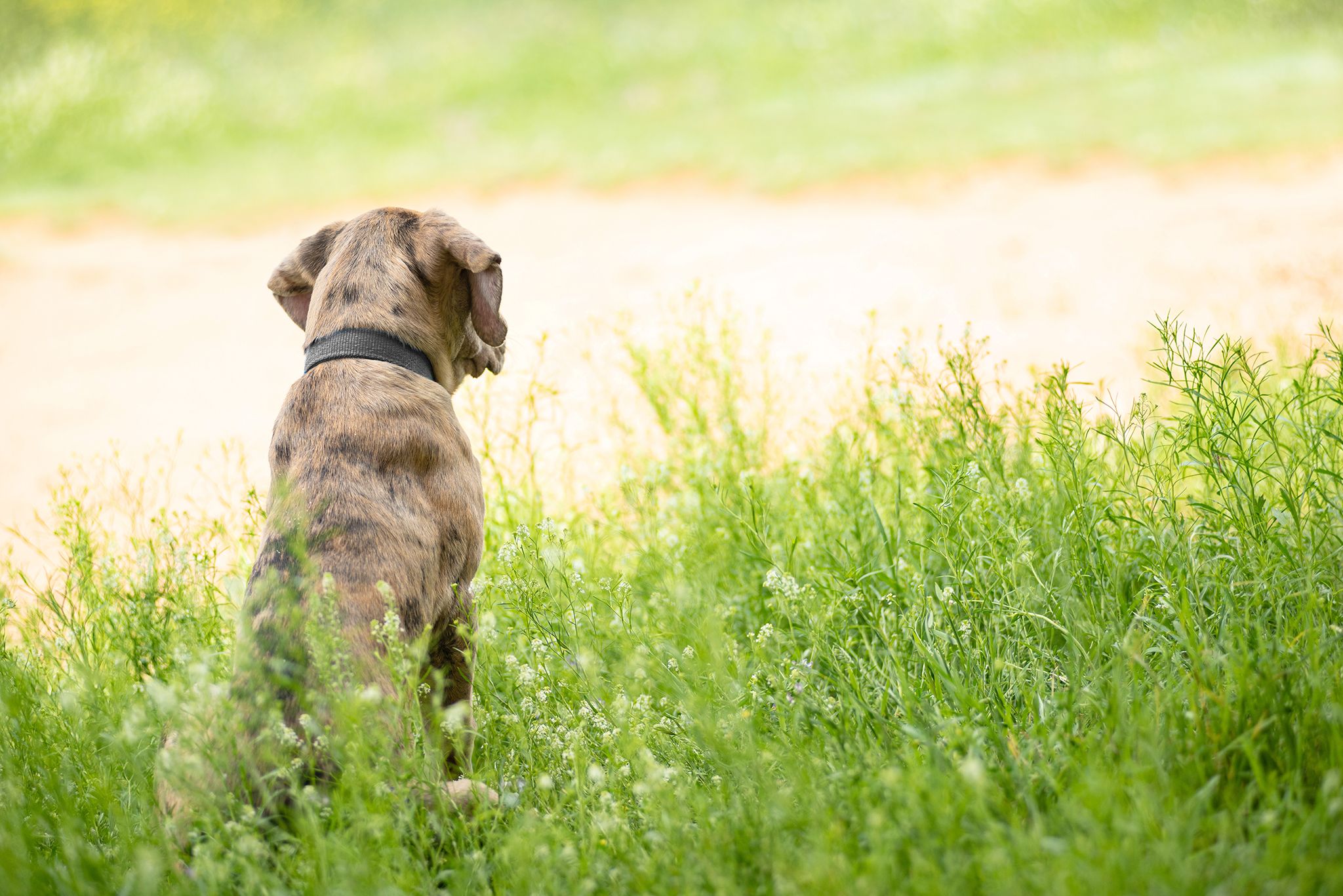 A portrait of a dog in the grass by a road