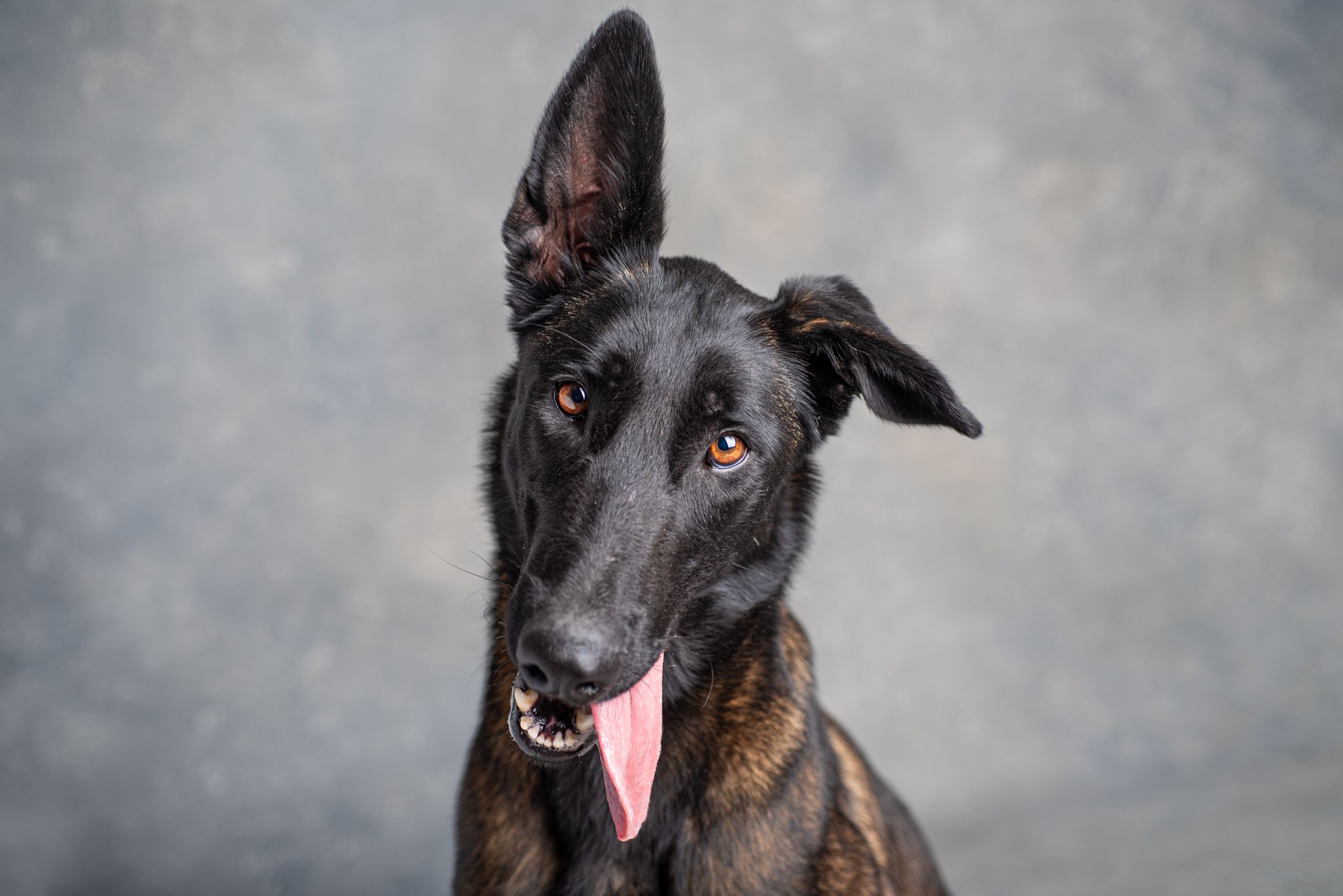 A studio portrait of a Belgian Malinois dog