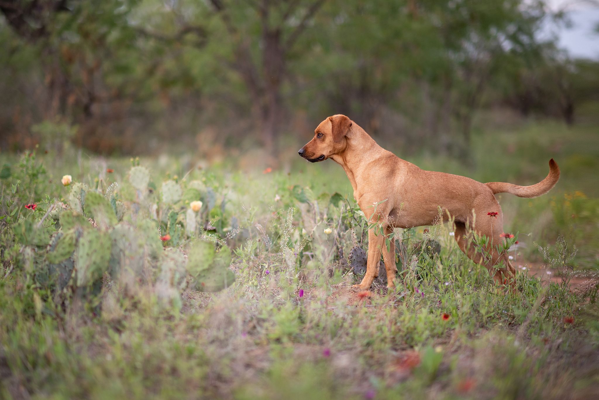 A hound dog in the Texas landscape