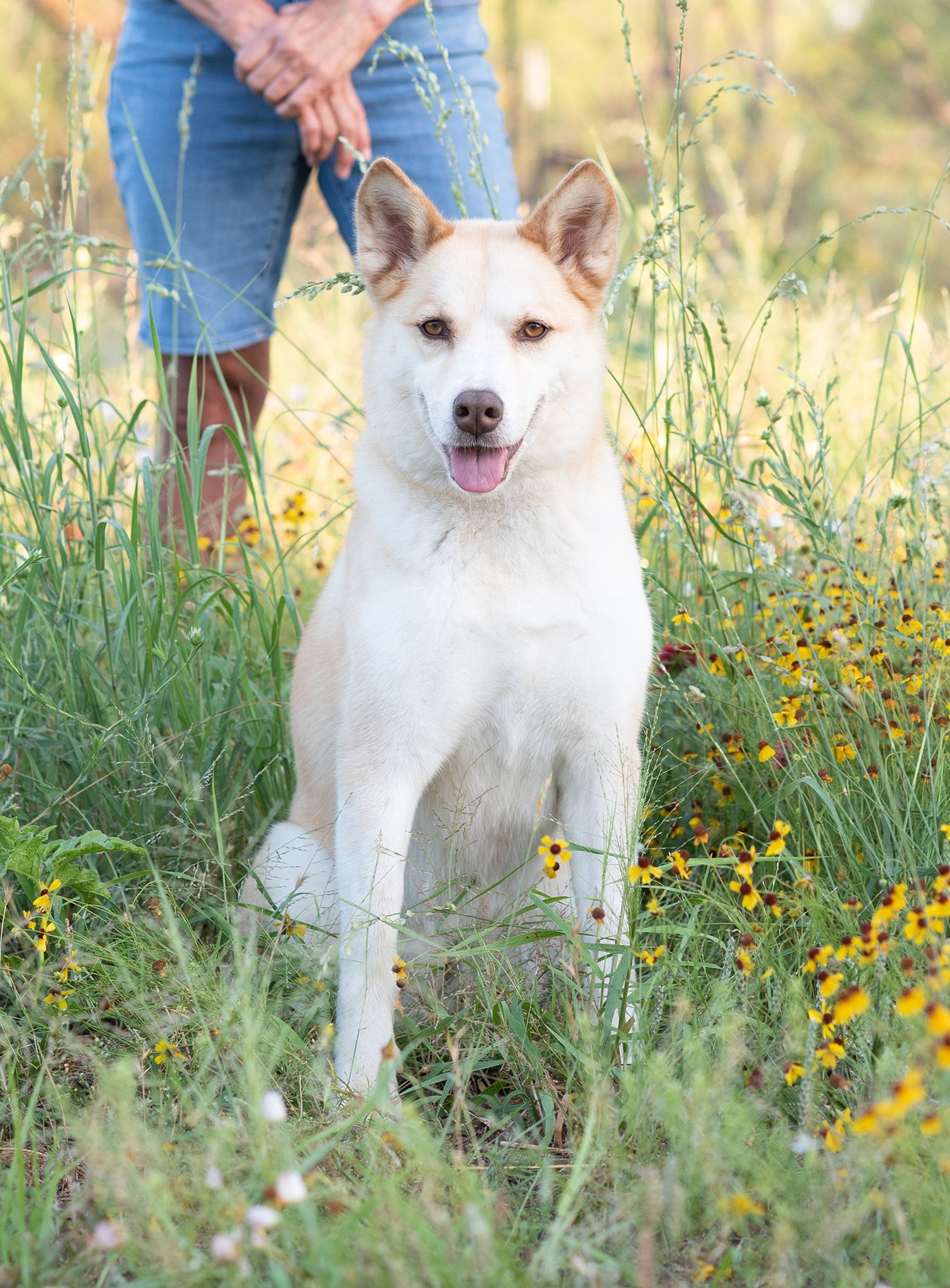 A portrait of dog in the wildflowers