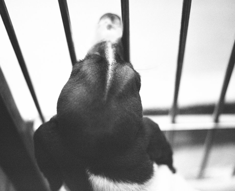 A shelter dog waiting for her home while sitting in a cage