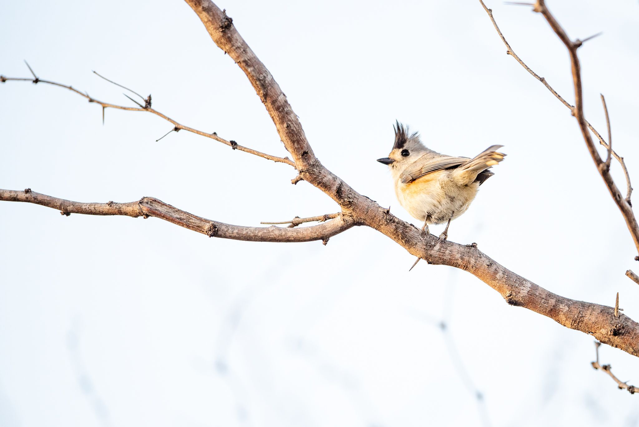 A Black-crested Titmouse sitting on a branch