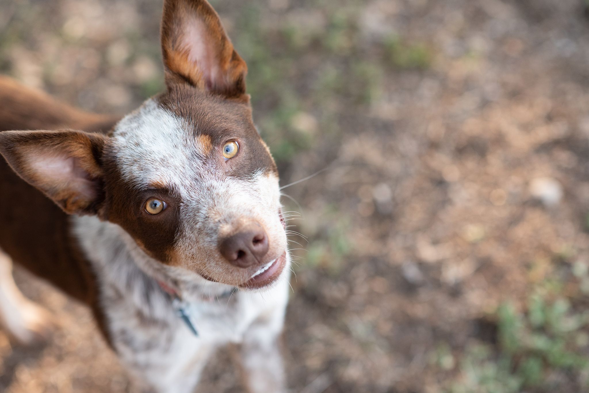 A cattle dog looking at the camera