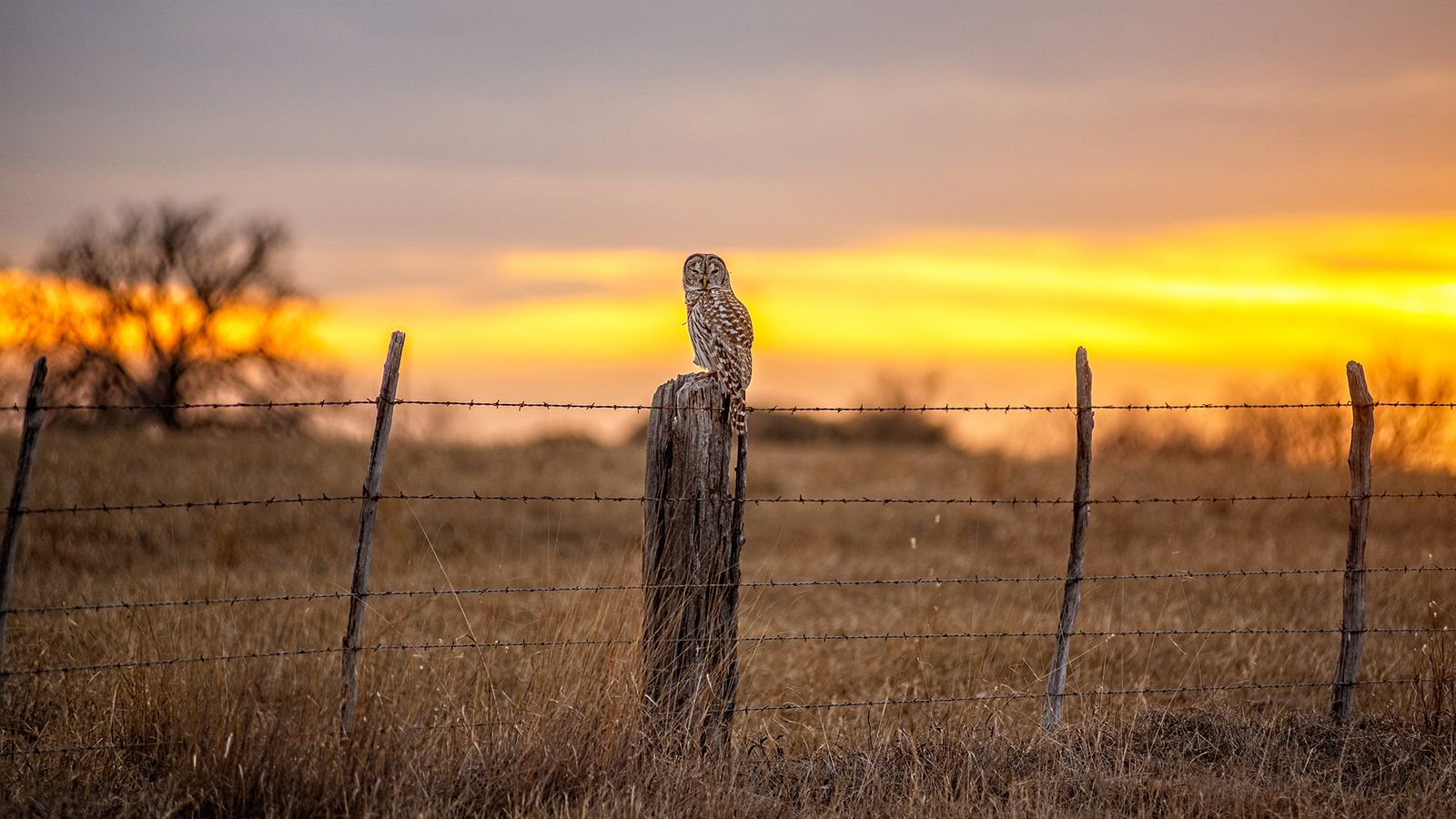 Barred Owl at Sunset