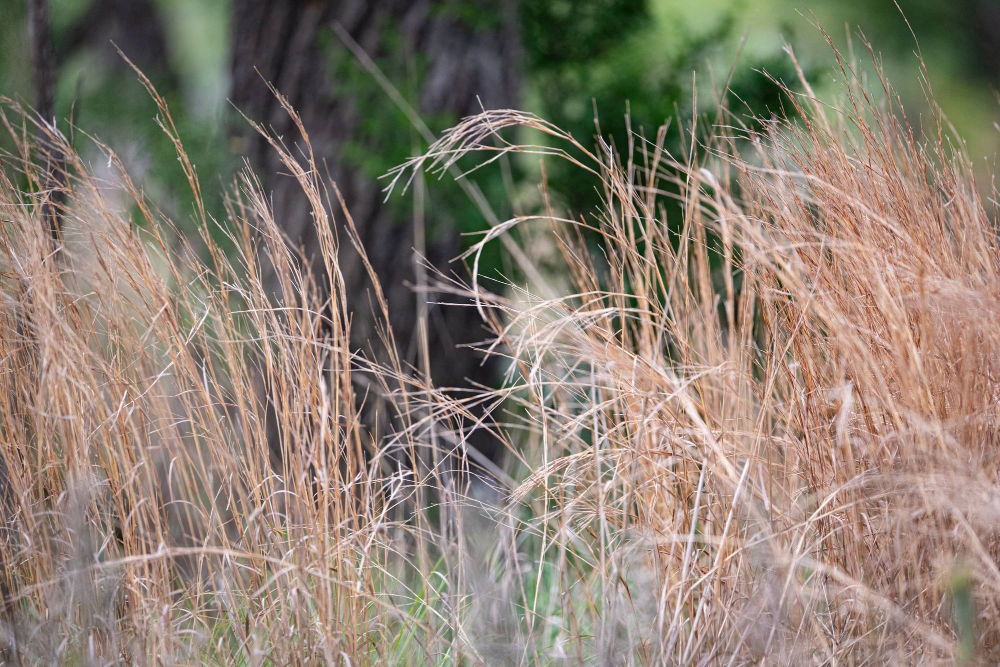 Native grasses in Mason County Texas.