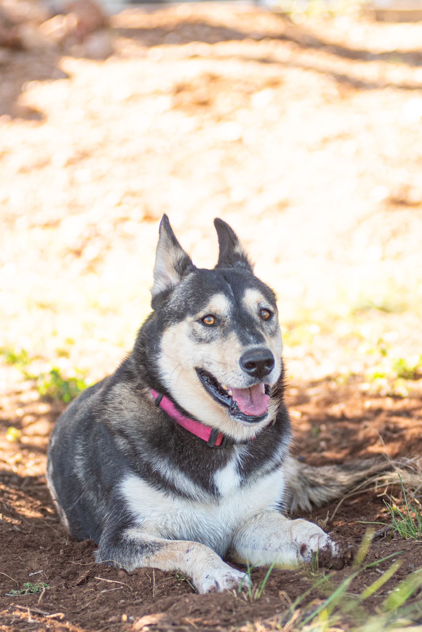 Outdoor dog portrait