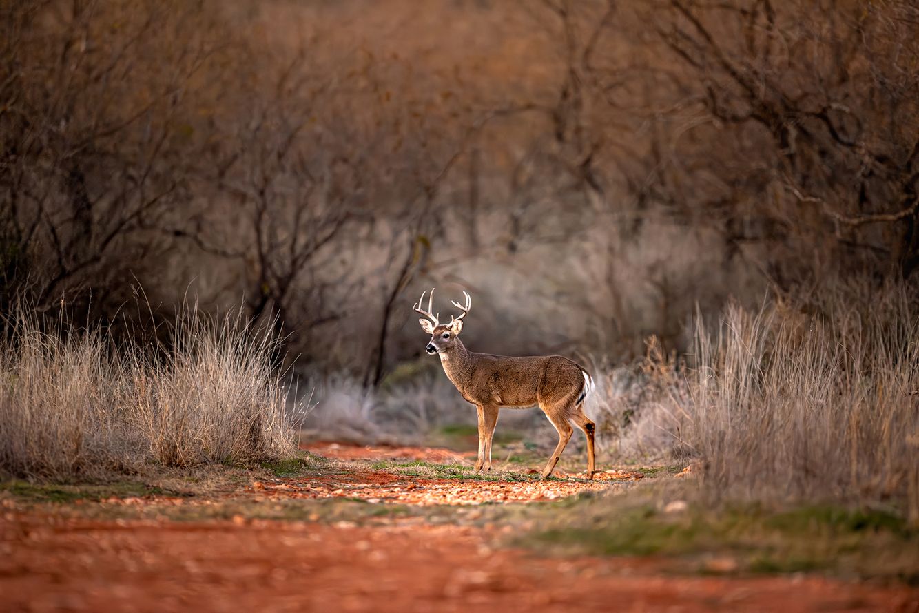 Fall in Texas A buck in the fall Texas landscape