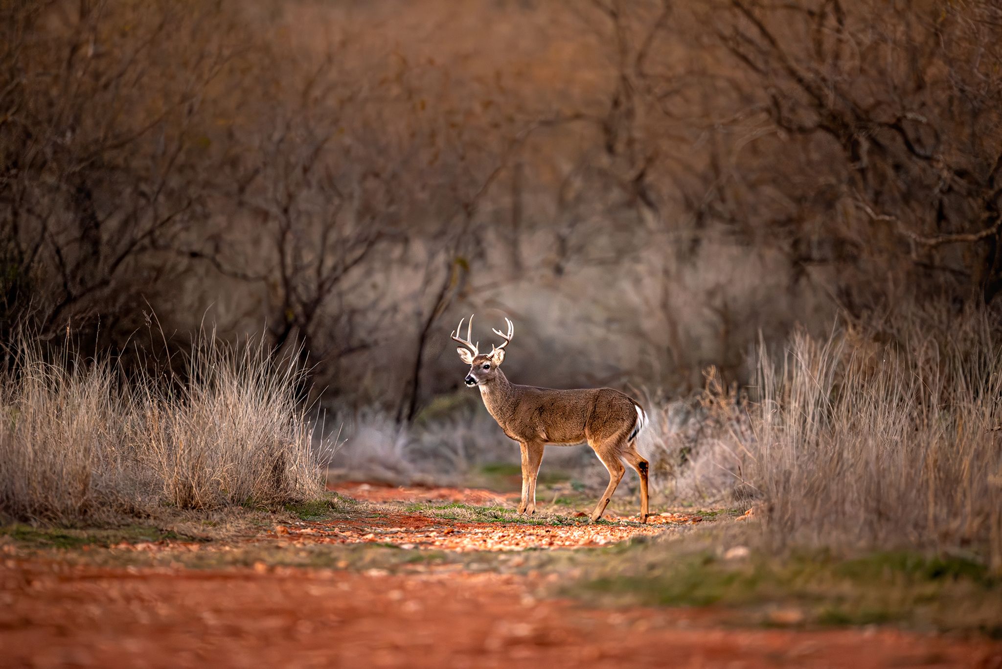 A buck in the fall Texas landscape