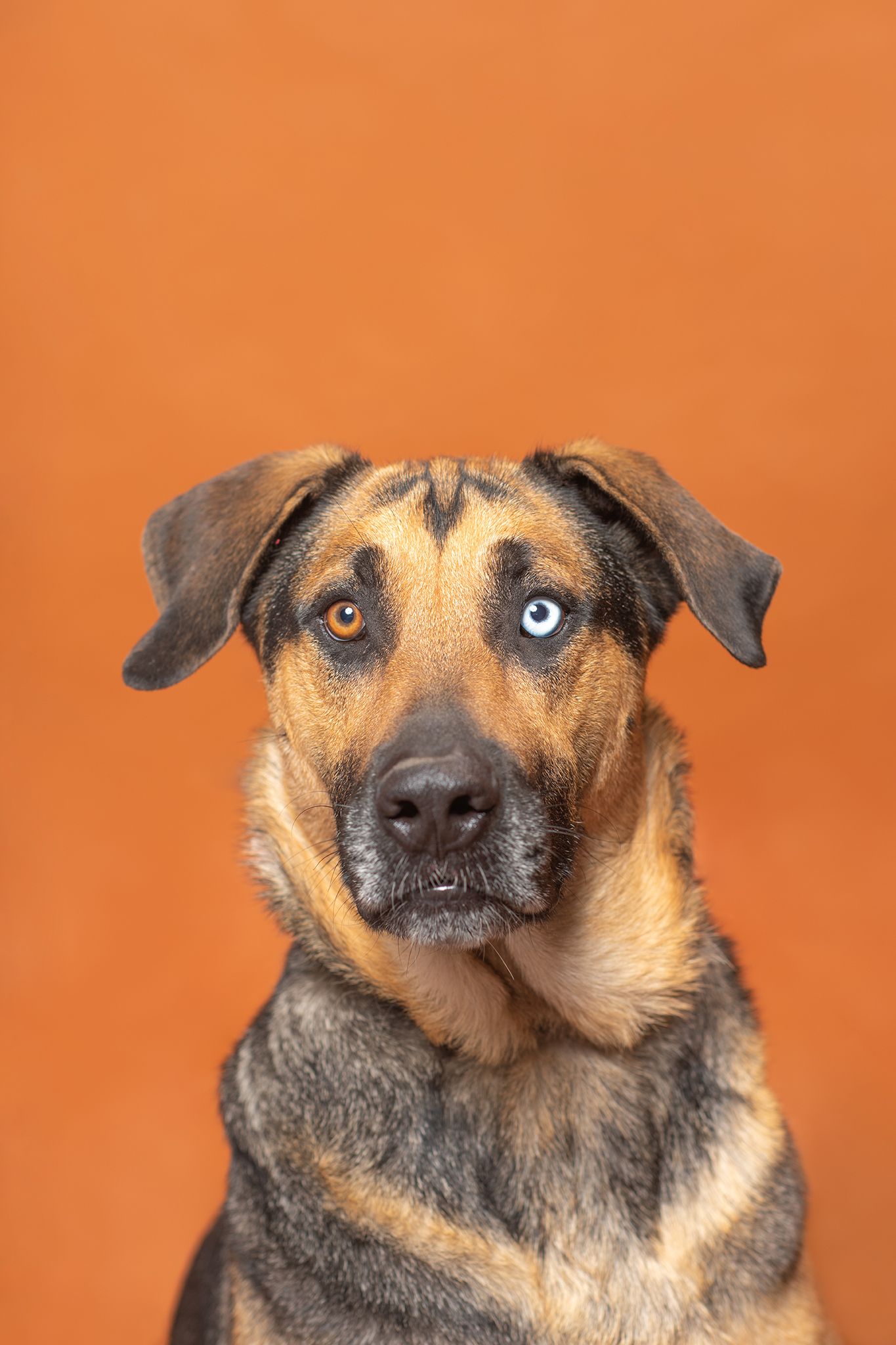 A studio dog portrait