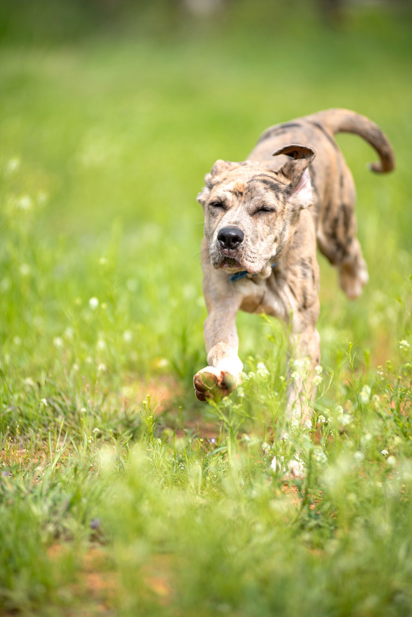 A dog running through the grass in Mason Texas