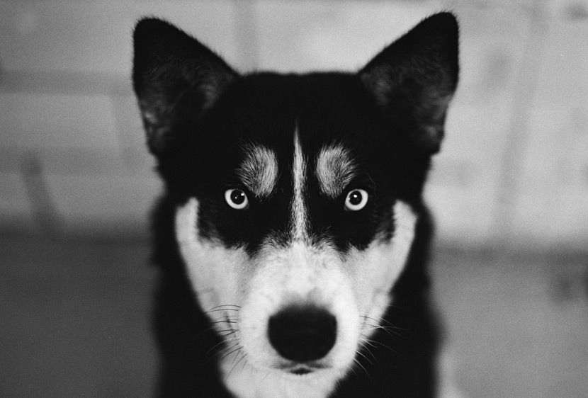 A black and white portrait of a homeless dog at a shelter