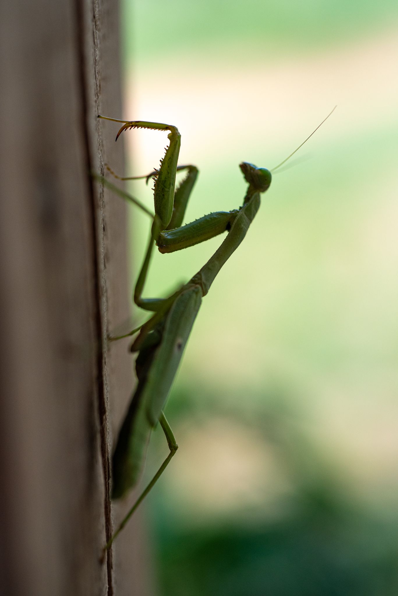 A Praying Mantis climbing