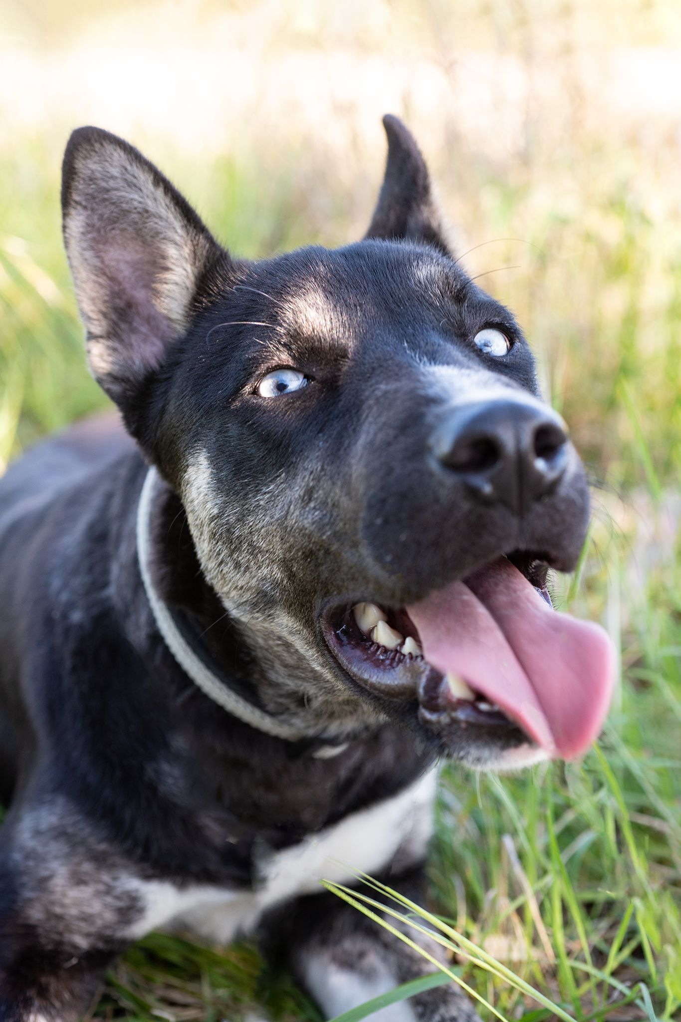 A dog in the grass outside