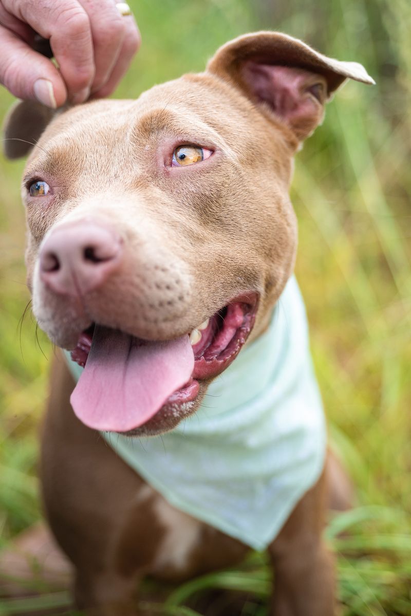 An outdoor portrait of a Staffordshire Bull Terrior 