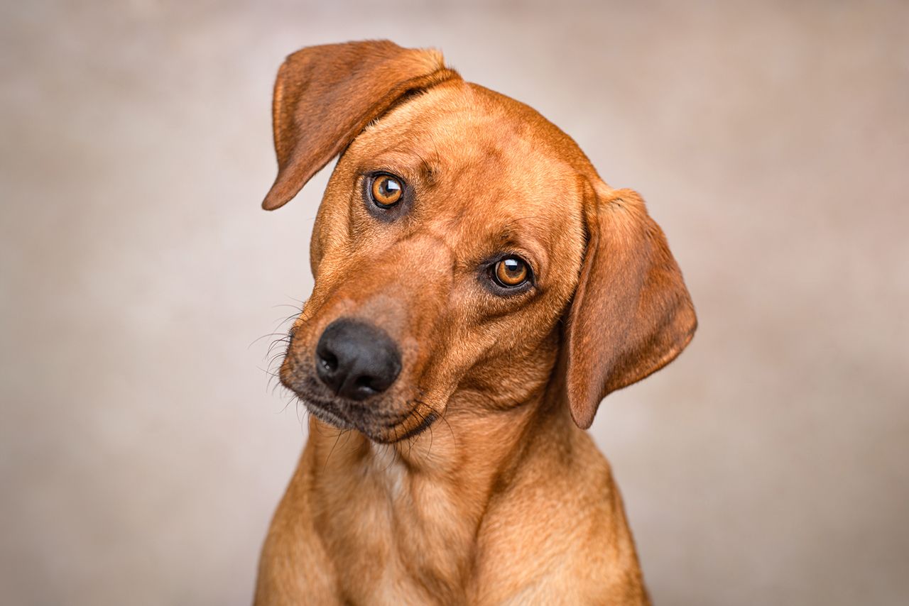 A studio portrait of a dog