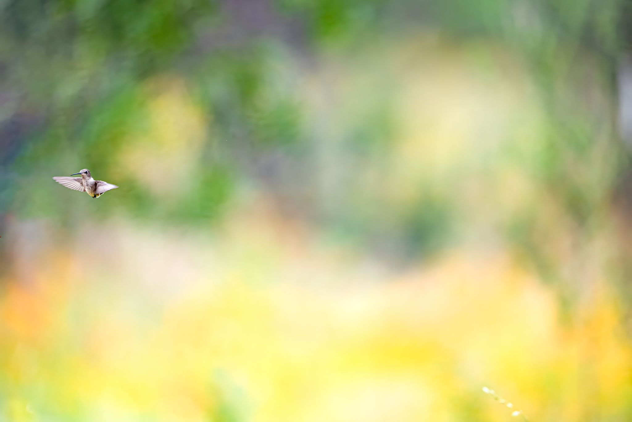 A hummingbird in flight