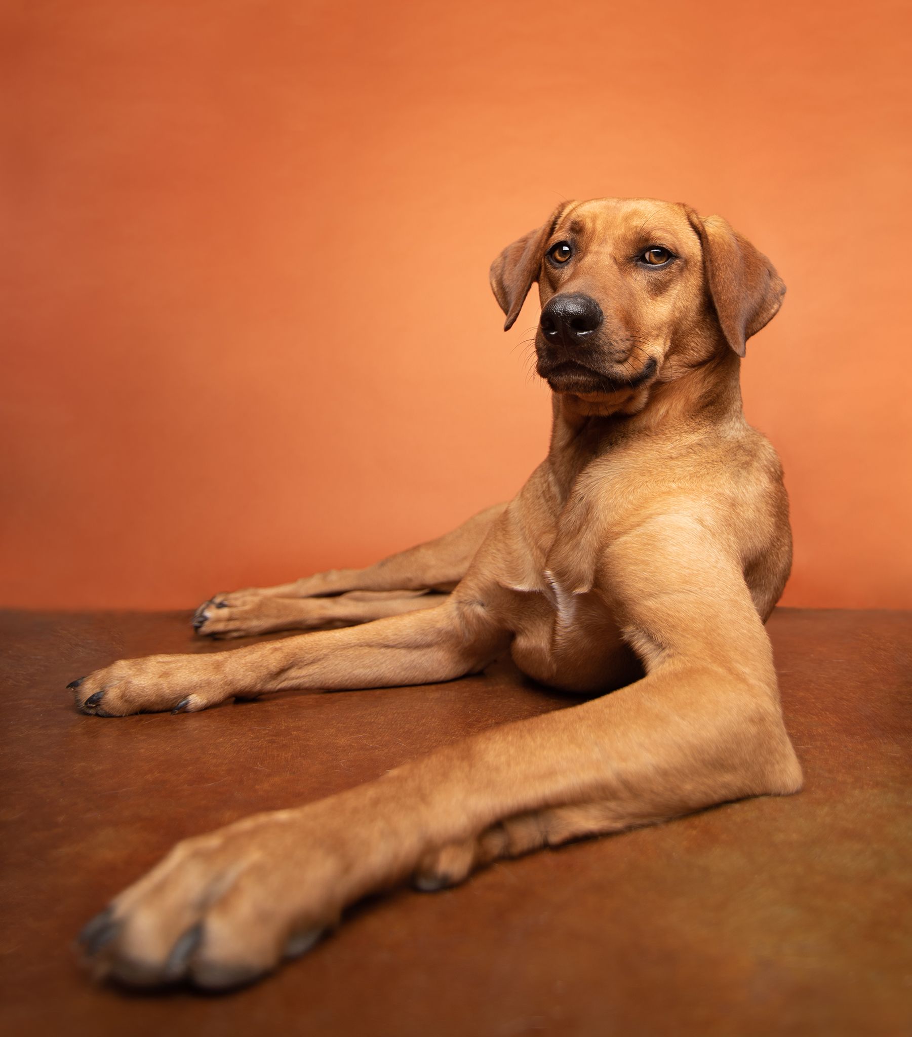 An orange dog in the studio on orange seamless