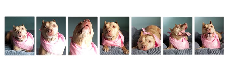 Dog Series
