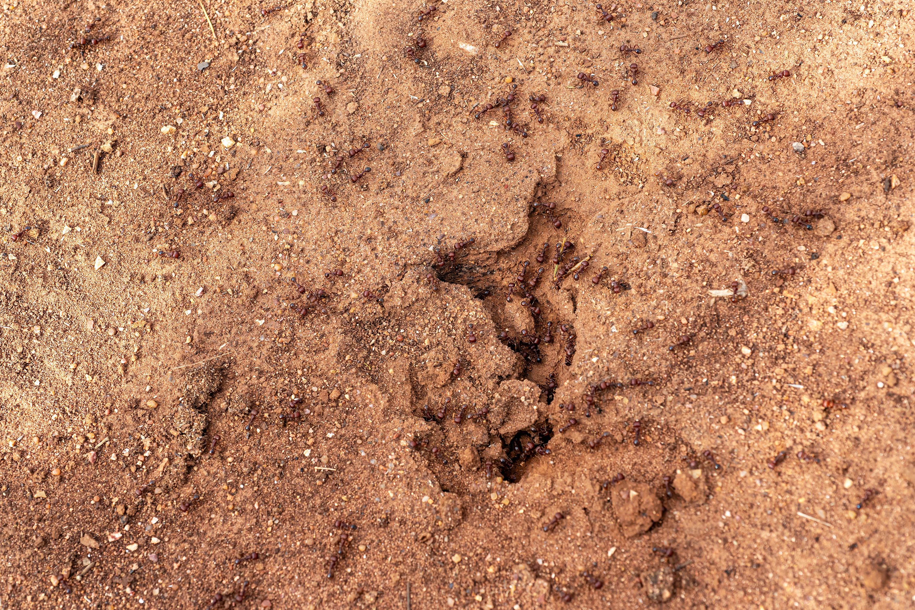 Native Harvester Ants in Mason County Texas 