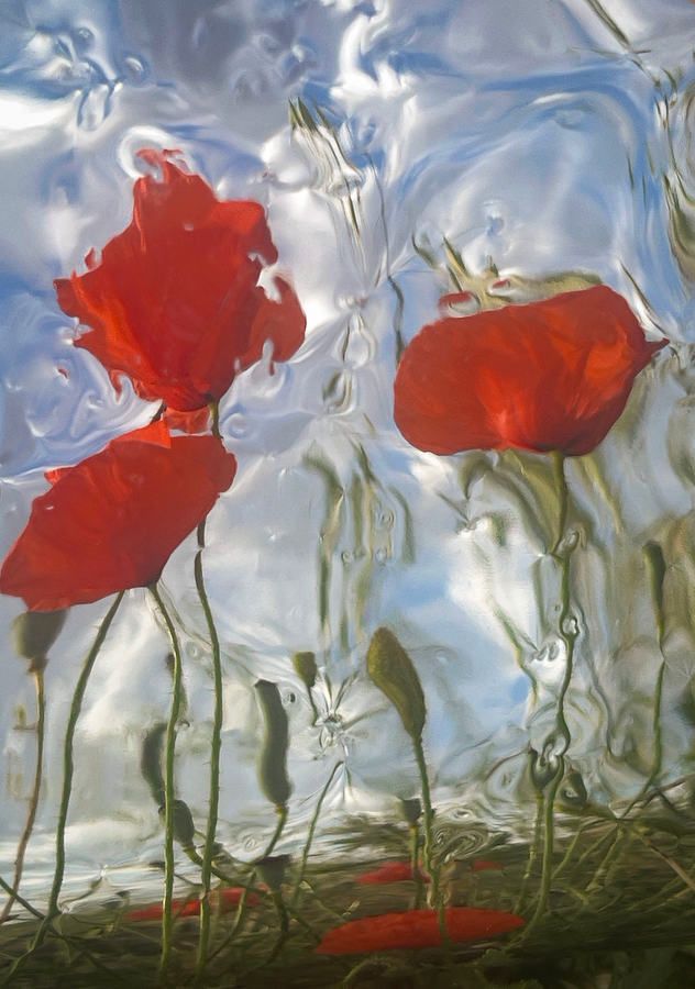 Elizabeth Opalenik_ Red Poppies, 2024.JPG