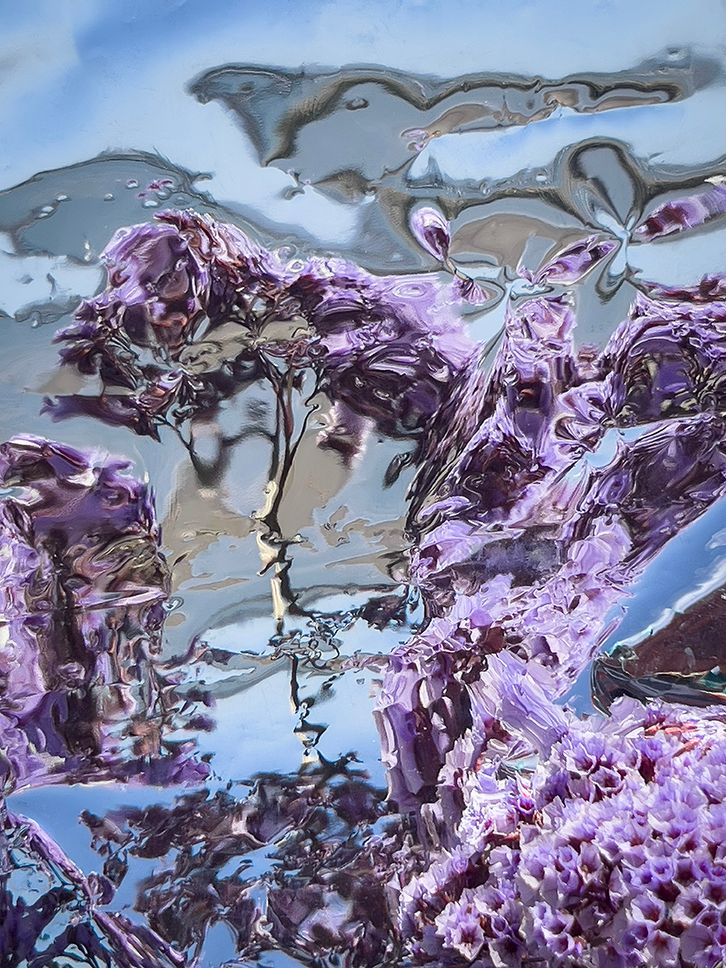 2025©opalenik_sea lavender copy.jpg