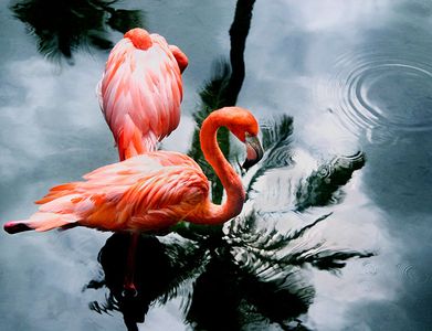 1LB_Flamingo.jpg