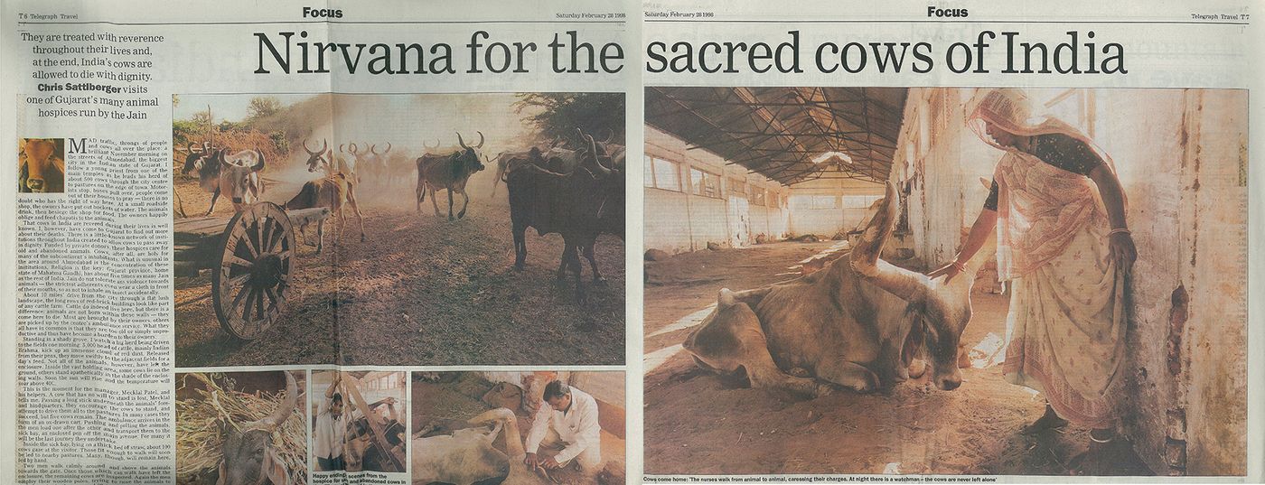 Cows-India.jpg