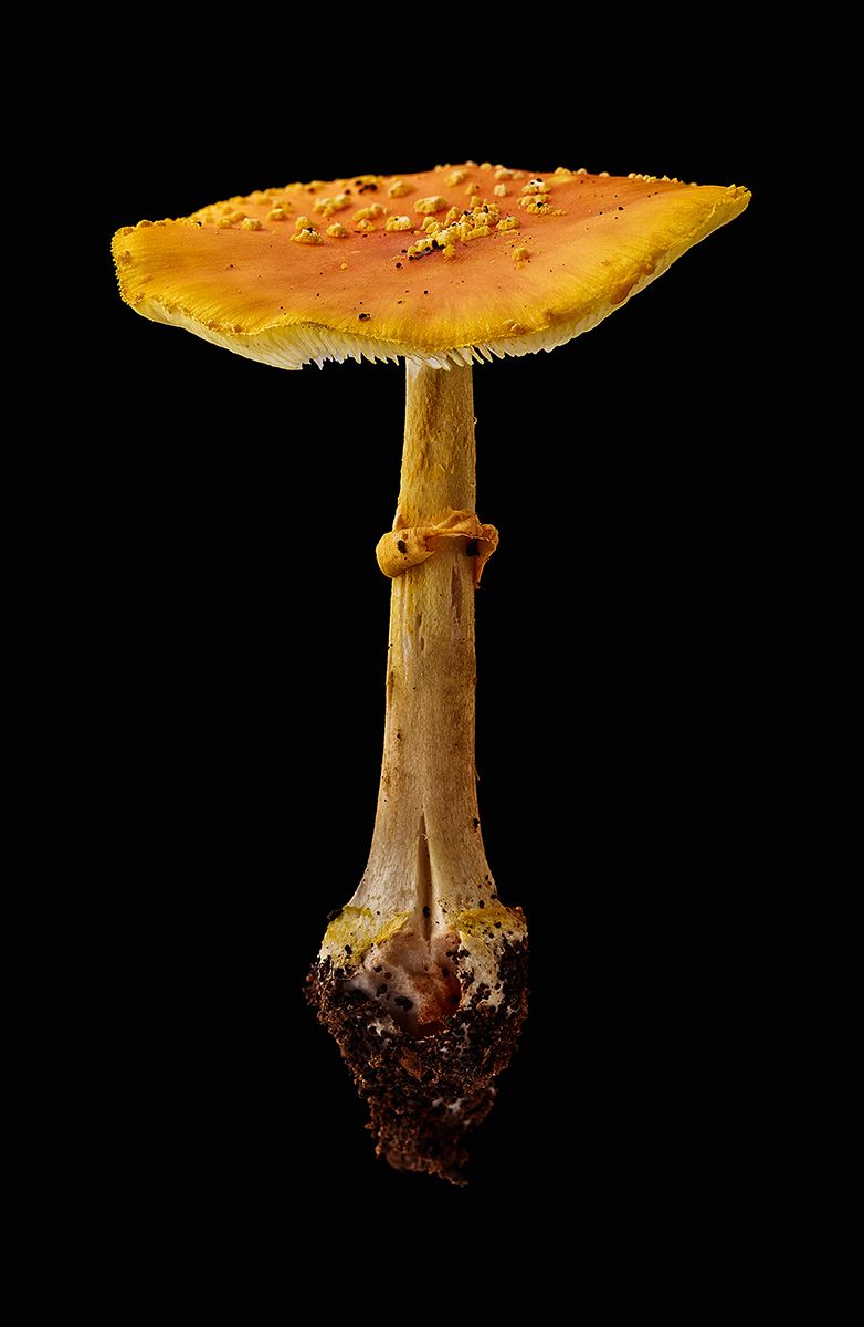 1yellow_cap_granola_16x28