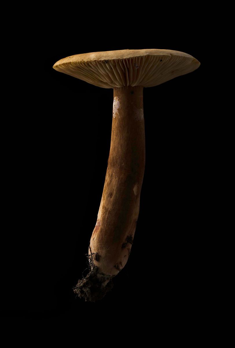 1mushroom_008