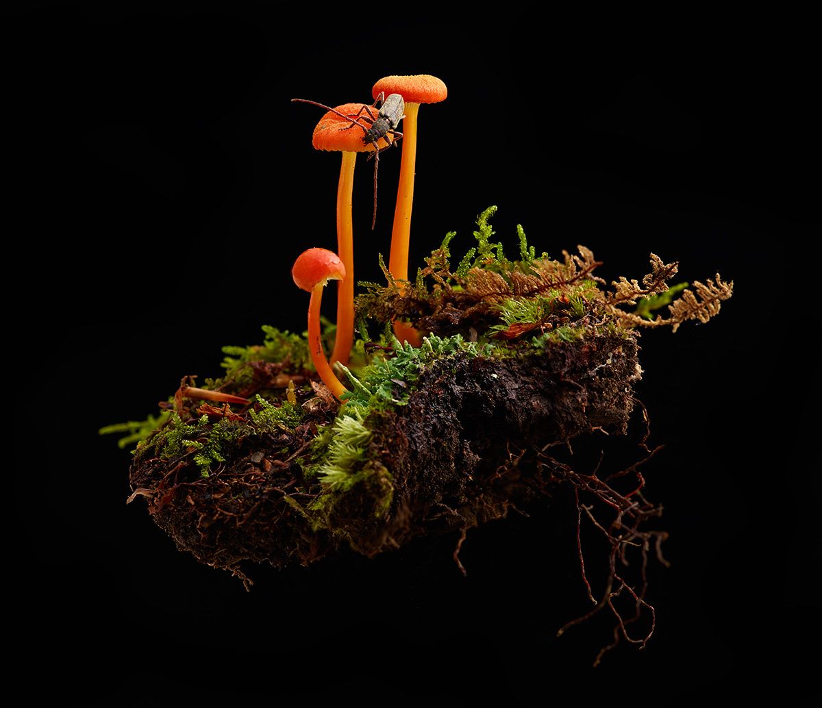 1three_little_mushrooms_01910559