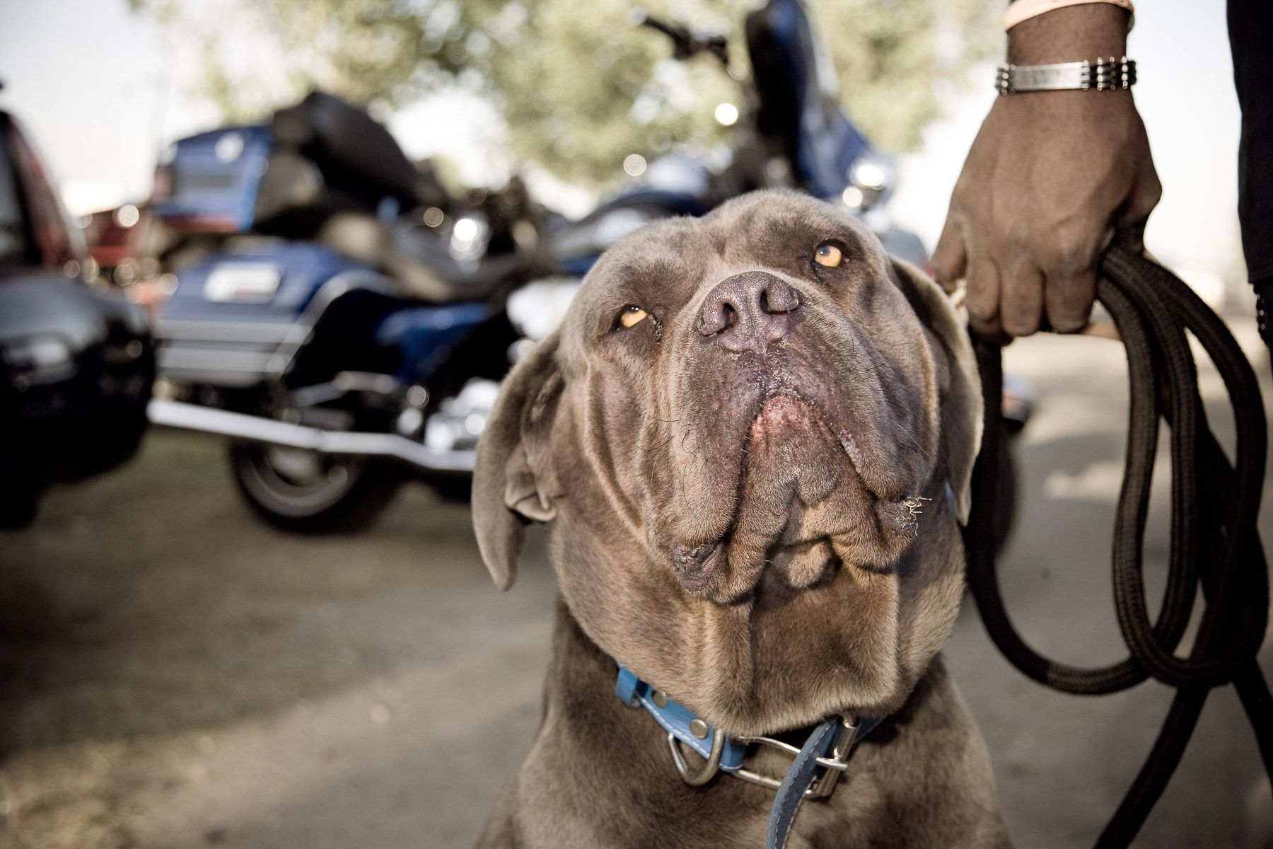 Cowboy's dog - DO's