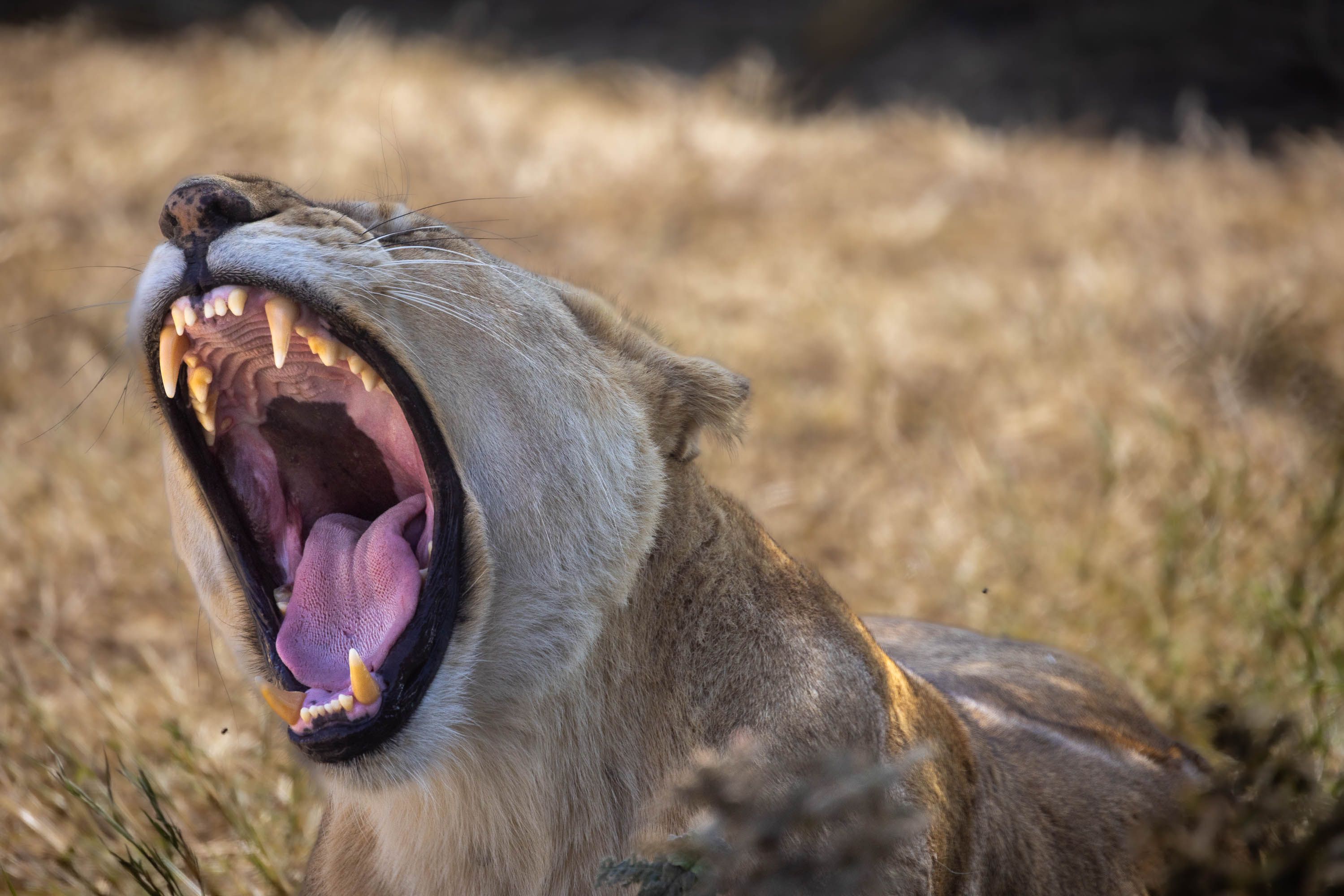 a lions' yawn