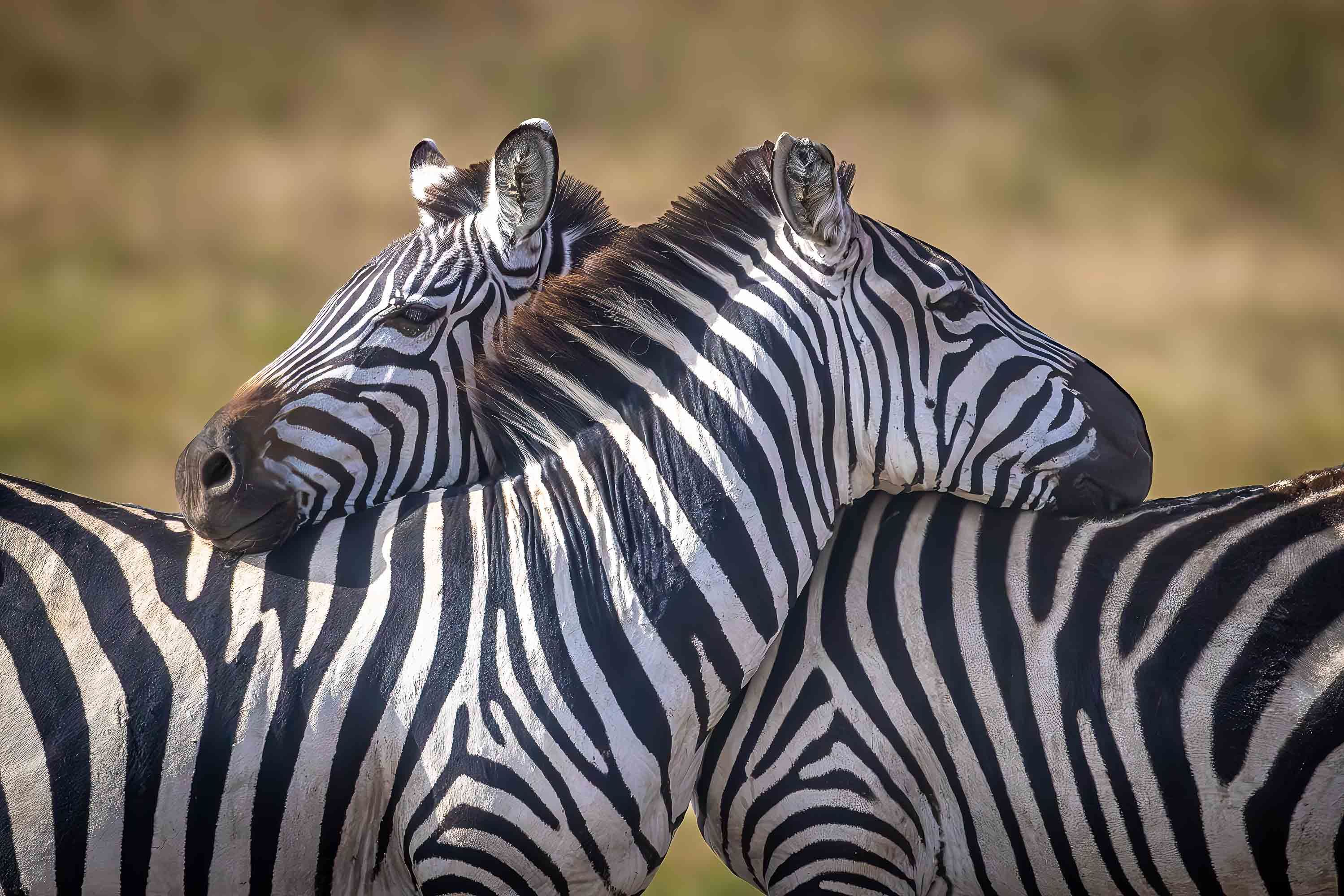 Zebras, Serengeti, Tanzania