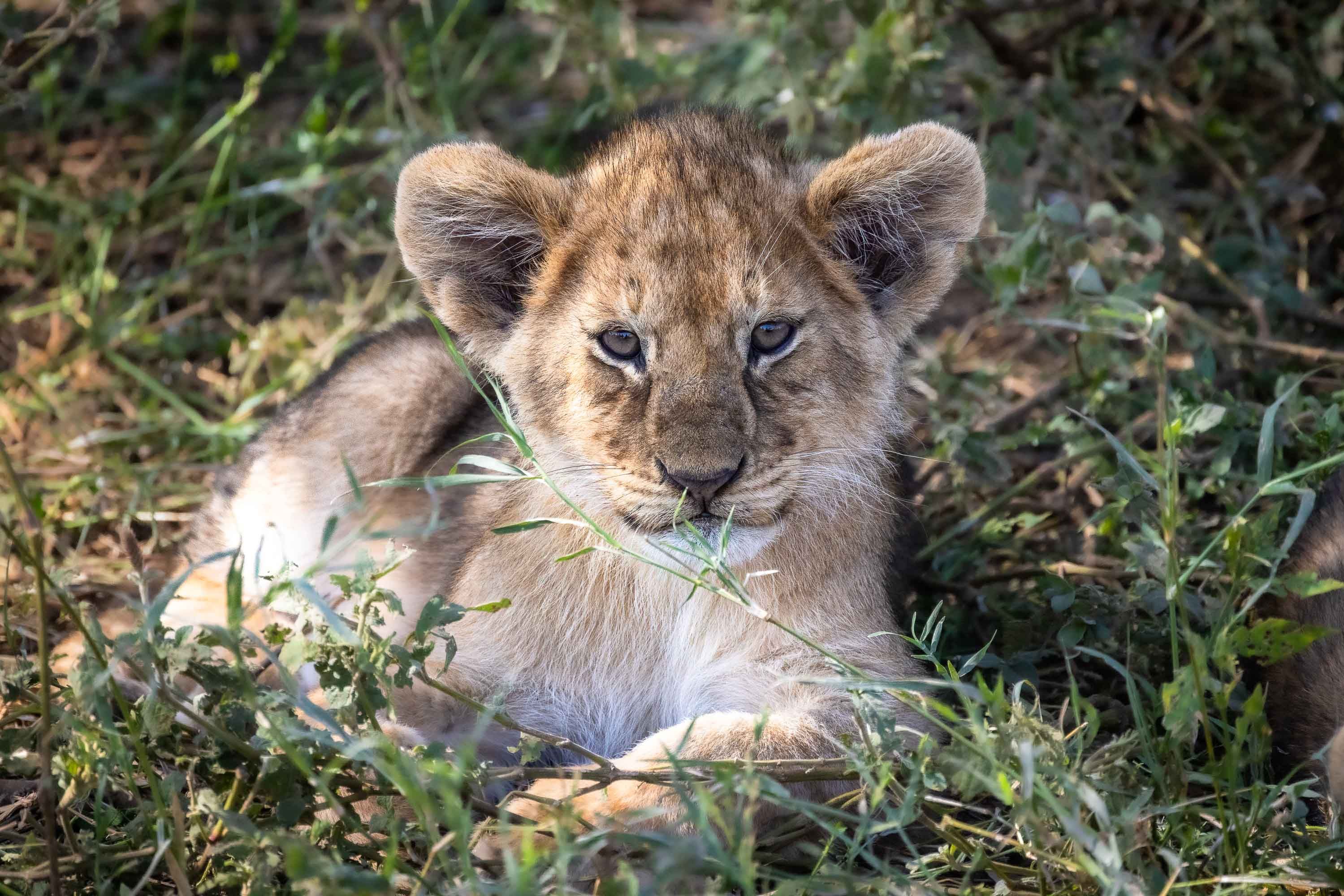 lion cub, Serengeti, Tanzania