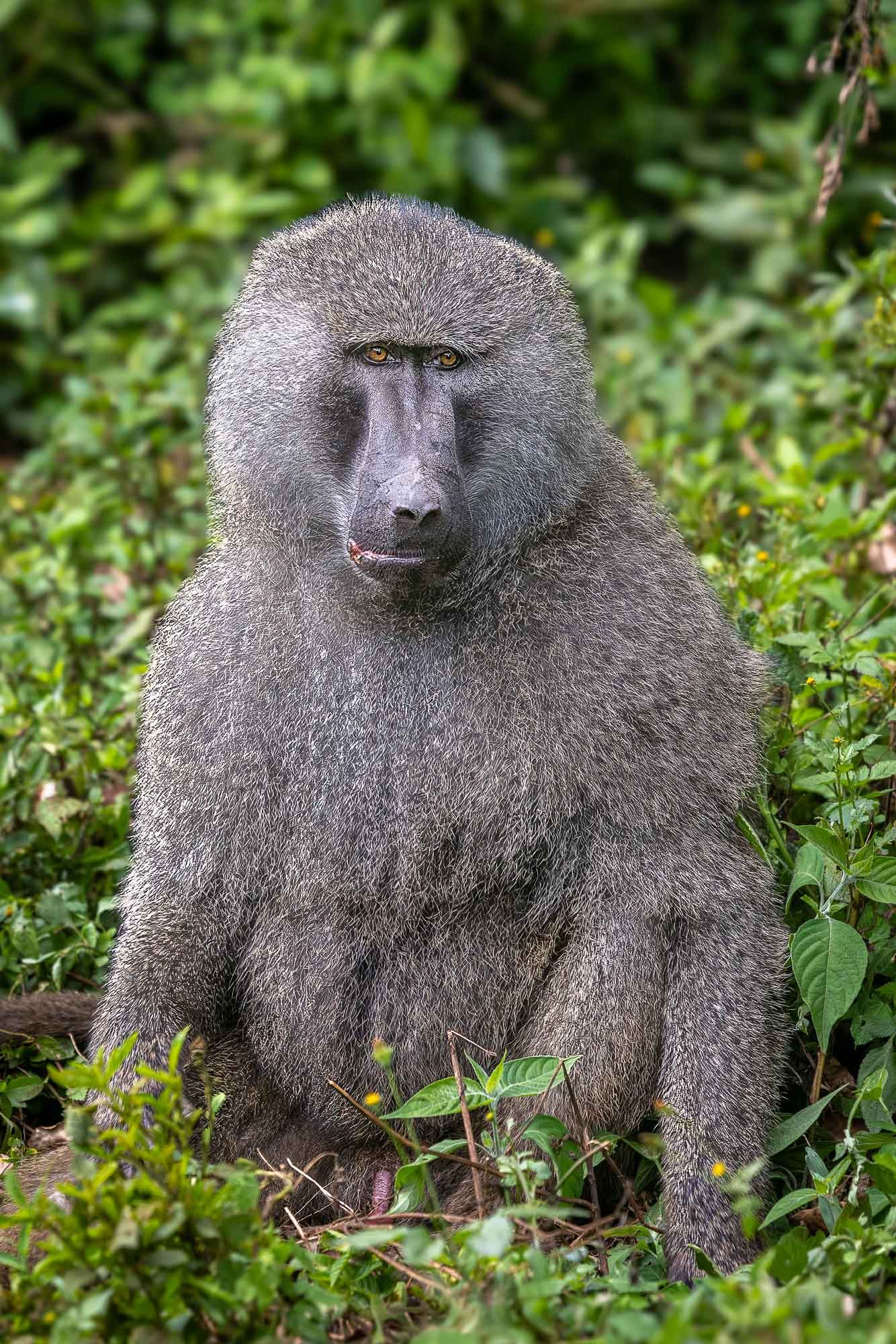 Baboon, Ngorongoro, Tanzania