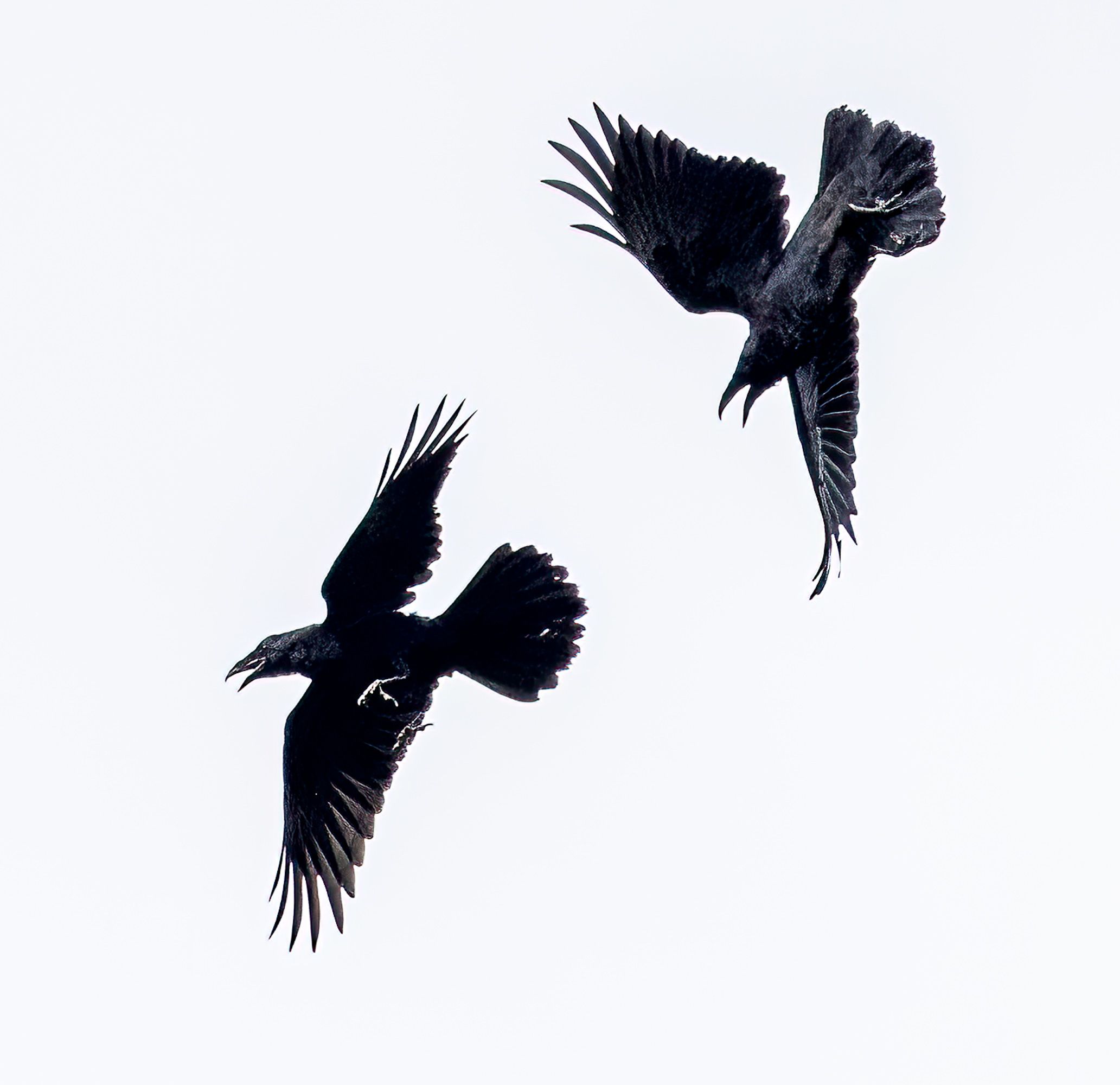 Ravens