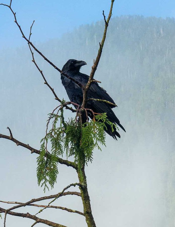 Crow, Klemtu, British Columbia